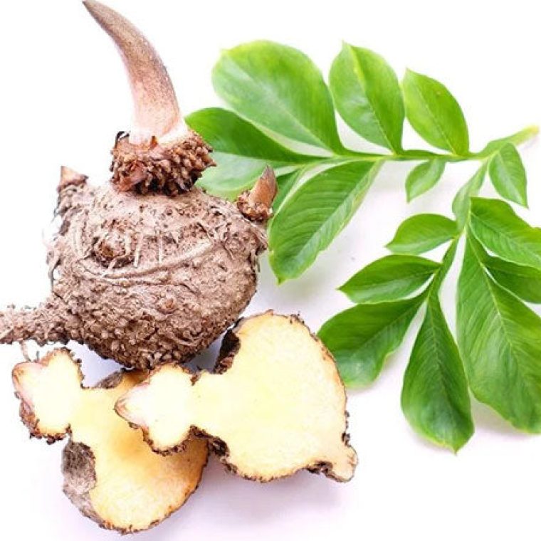 Imagem-Fibras-Konjac-Saudaveis